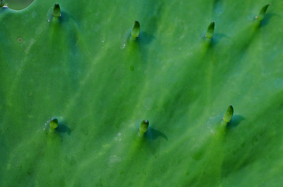 Pl_Cactus_7