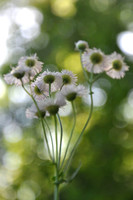 Pl_Daisy_6