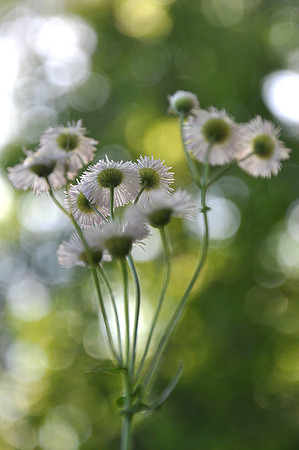 Pl_Daisy_6