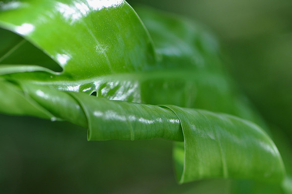 Pl_Leaf_6