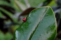Ladybug