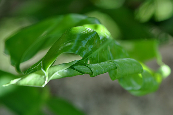 Pl_Leaf_5