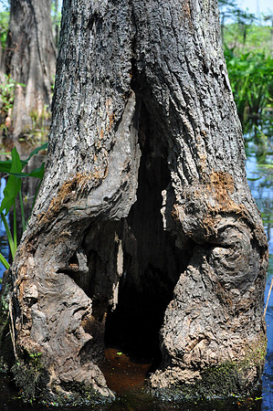 L_Swamp_23