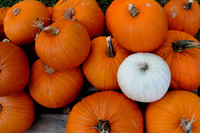 Pl_Pumpkin_21