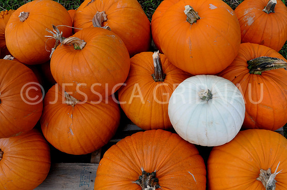 Pl_Pumpkin_21