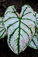 Pl_Leaf_13