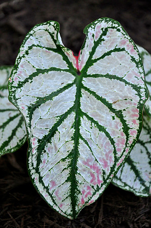 Pl_Leaf_13