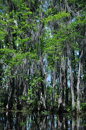 L_Swamp_18