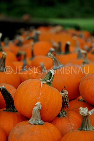 Pl_Pumpkin_9