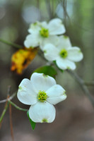 Pl_Dogwood_3