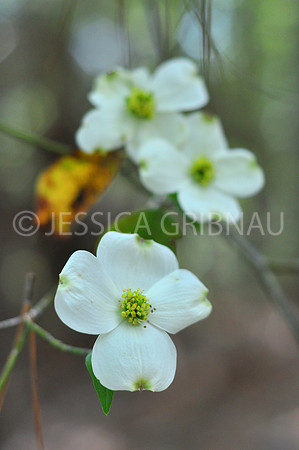 Pl_Dogwood_3