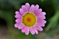 Pink Daisy