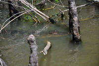 L_Swamp_12