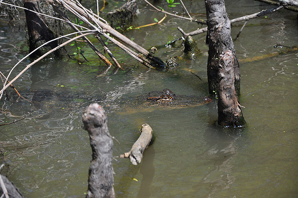 L_Swamp_12