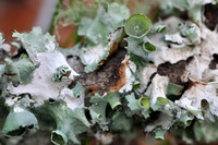 Pl_Moss_3