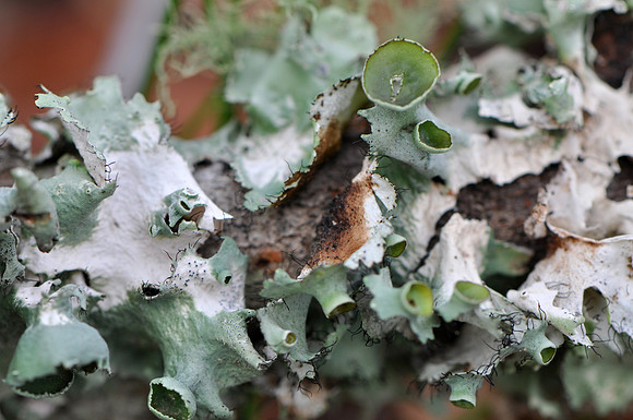 Pl_Moss_3