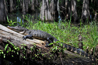 L_Swamp_22