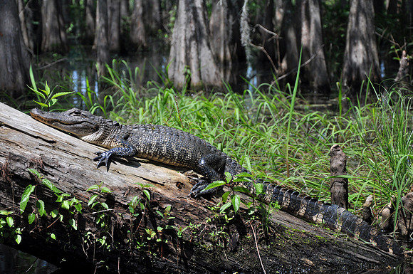 L_Swamp_22