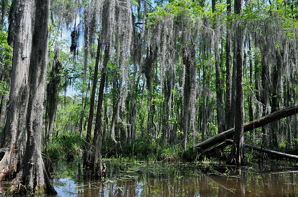 L_Swamp_17