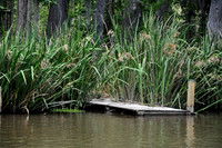L_Swamp_9