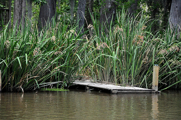 L_Swamp_9