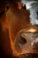 A_LH_16 Reveille