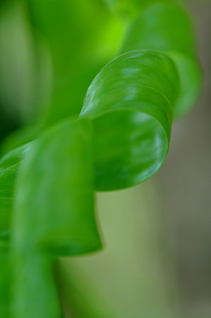 Pl_Leaf_7