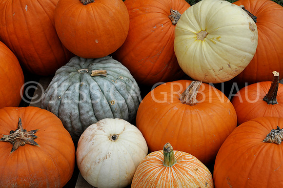 Pl_Pumpkin_12