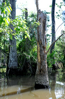 L_Swamp_2
