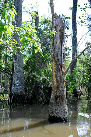L_Swamp_2