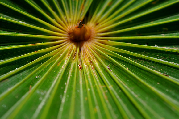 Pl_Palm_2