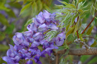 Wisteria