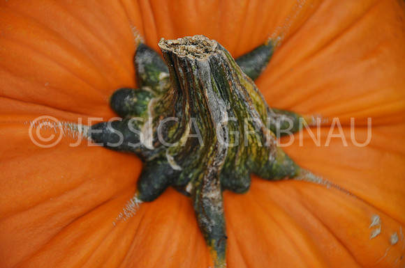 Pl_Pumpkin_16