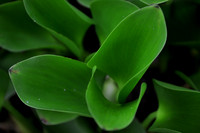 Pl_Leaf_1