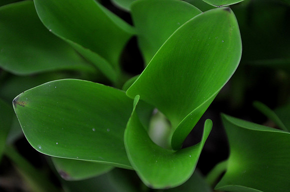 Pl_Leaf_1
