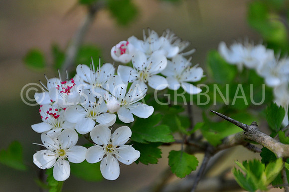Pl_Hawthorn_4