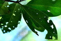 Pl_Leaf_9