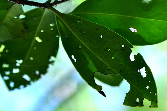Pl_Leaf_9