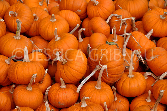 Pl_Pumpkin_2