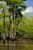 L_Swamp_5