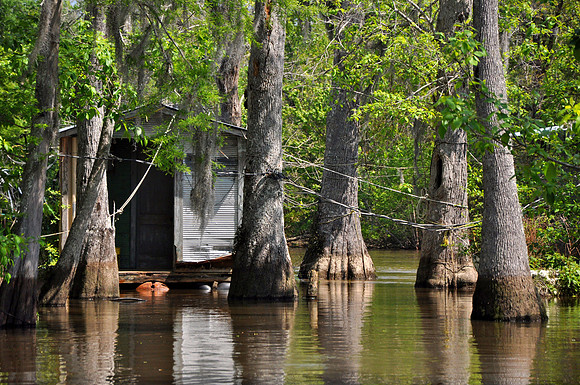 L_Swamp_1