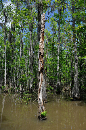 L_Swamp_15