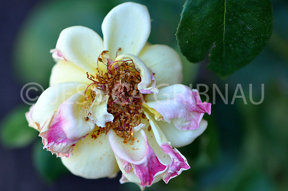 Pl_Rose_1