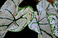 Pl_Leaf_14