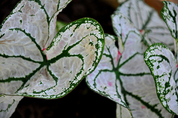 Pl_Leaf_14