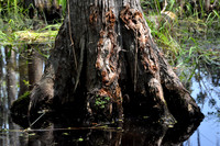 L_Swamp_19