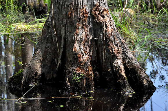 L_Swamp_19