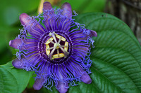 Passion Flower