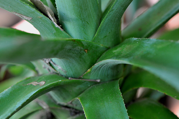 Pl_Leaf_10