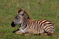 Zebras